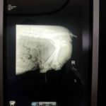 Cuattro Uno 6 Veterinary DR X-Ray