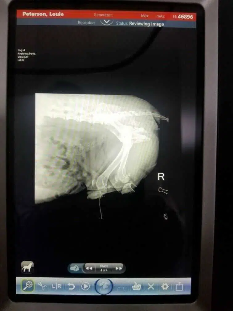 Cuattro Uno 6 Veterinary DR X-Ray